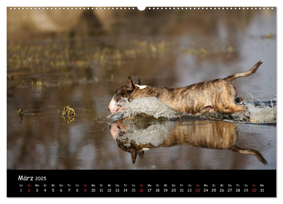 Bullterrier? Was sonst! (CALVENDO Premium Wandkalender 2025)