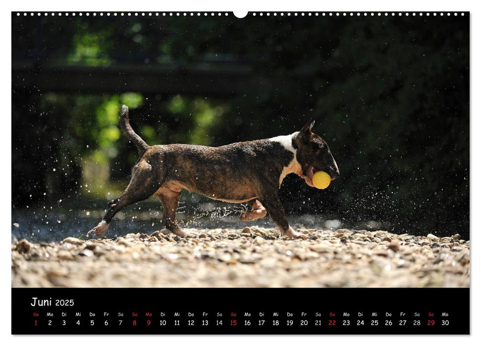 Bullterrier? Was sonst! (CALVENDO Premium Wandkalender 2025)