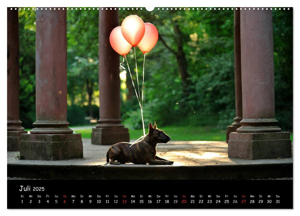 Bullterrier? Was sonst! (CALVENDO Premium Wandkalender 2025)