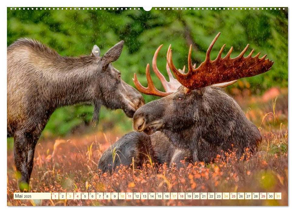 Bühne frei für - Alaska (CALVENDO Premium Wandkalender 2025)