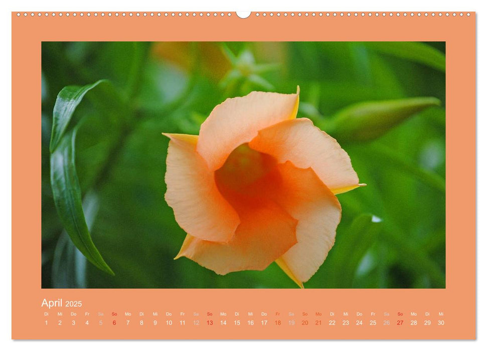 Aloha Blütenzauber aus Hawaii (CALVENDO Wandkalender 2025)