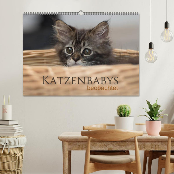 Katzenbabys beobachtet (CALVENDO Wandkalender 2025)