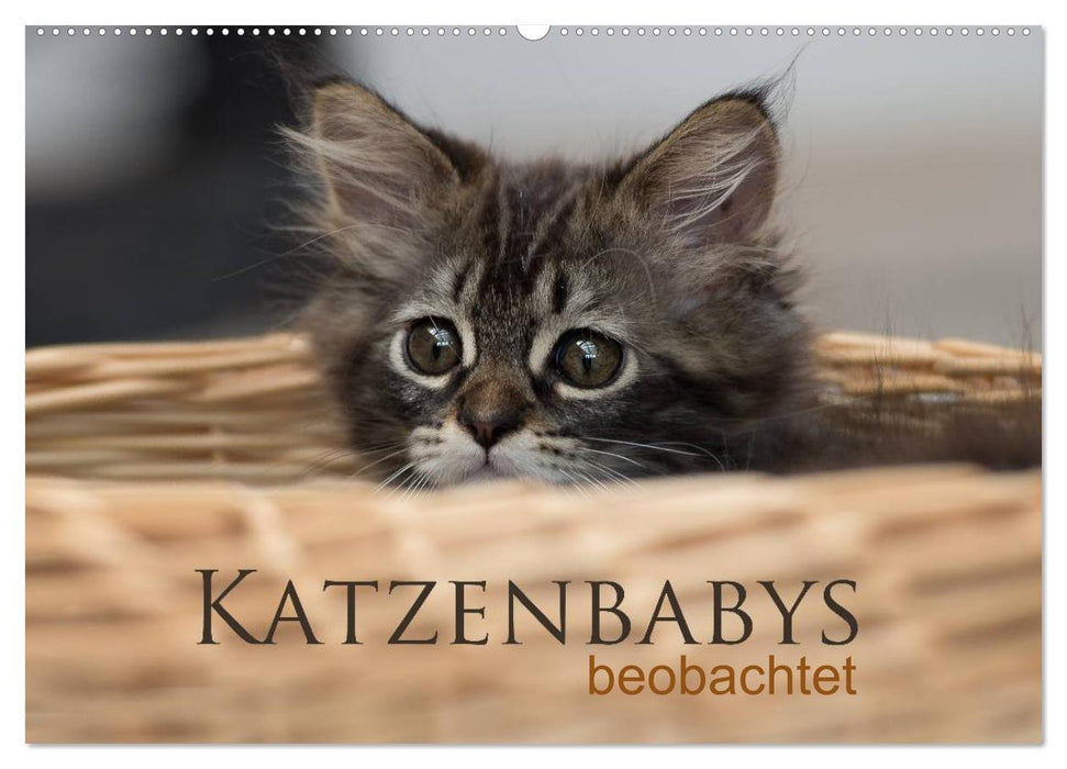 Katzenbabys beobachtet (CALVENDO Wandkalender 2025)