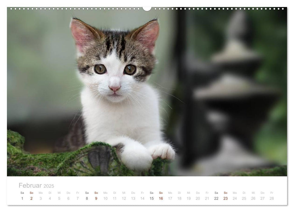 Katzenbabys beobachtet (CALVENDO Wandkalender 2025)