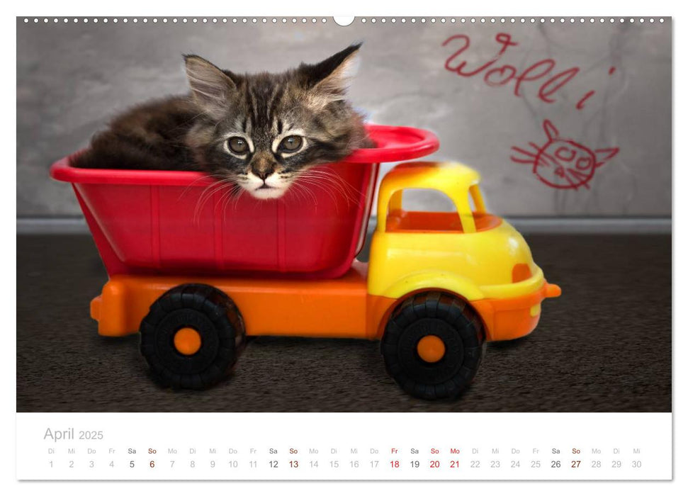 Katzenbabys beobachtet (CALVENDO Wandkalender 2025)