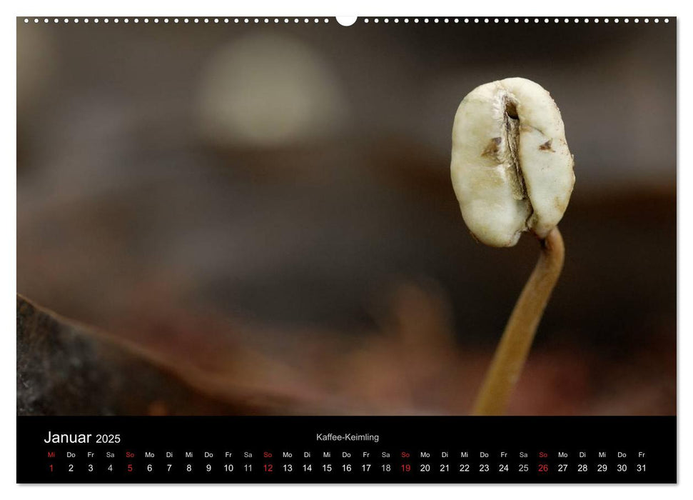 Zu Besuch beim Kaffee (CALVENDO Premium Wandkalender 2025)