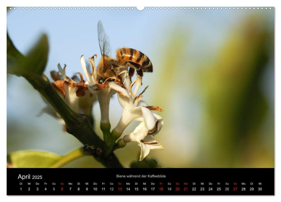 Zu Besuch beim Kaffee (CALVENDO Premium Wandkalender 2025)