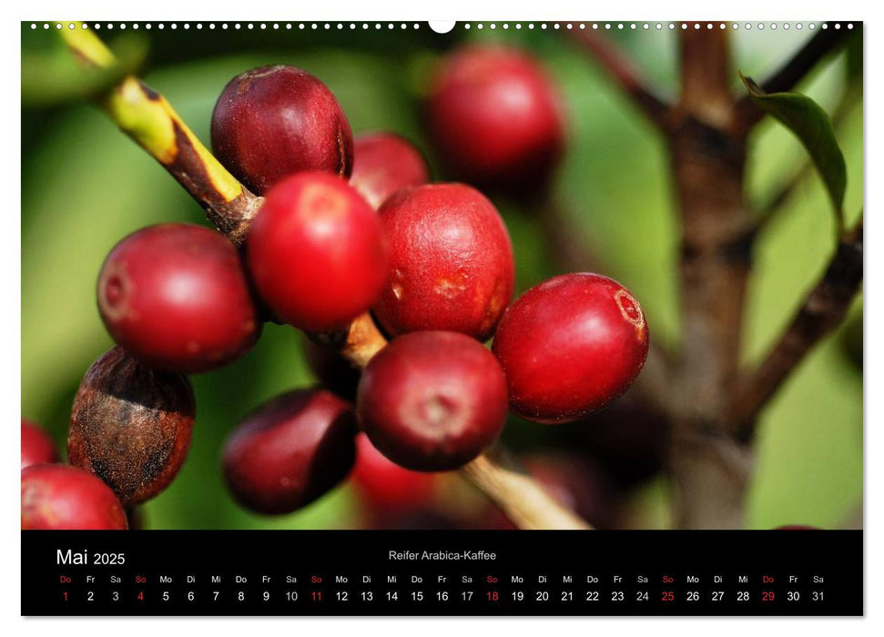 Zu Besuch beim Kaffee (CALVENDO Premium Wandkalender 2025)