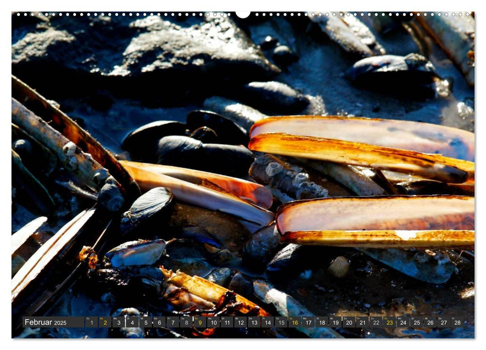 Föhr und Amrum - Spaziergänge am Meer (CALVENDO Premium Wandkalender 2025)