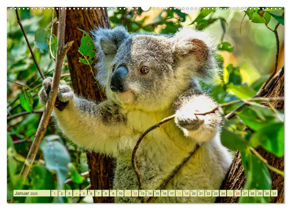 Koala - kleiner Teddy (CALVENDO Premium Wandkalender 2025)