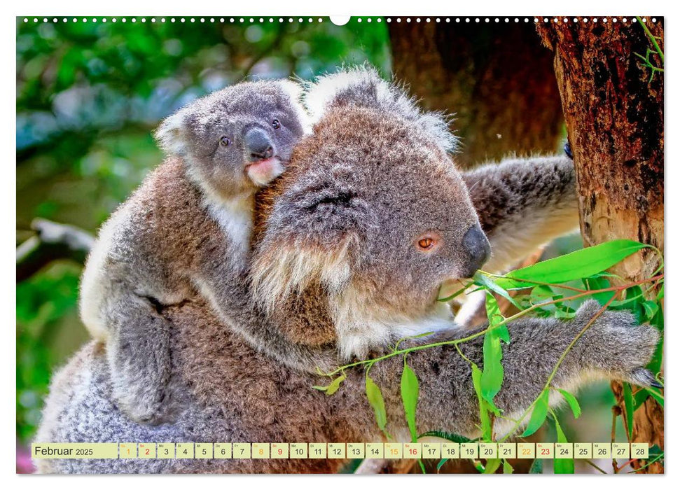 Koala - kleiner Teddy (CALVENDO Premium Wandkalender 2025)