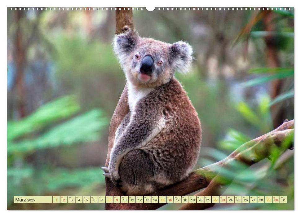 Koala - kleiner Teddy (CALVENDO Premium Wandkalender 2025)