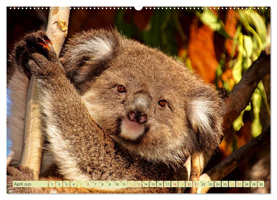 Koala - kleiner Teddy (CALVENDO Premium Wandkalender 2025)