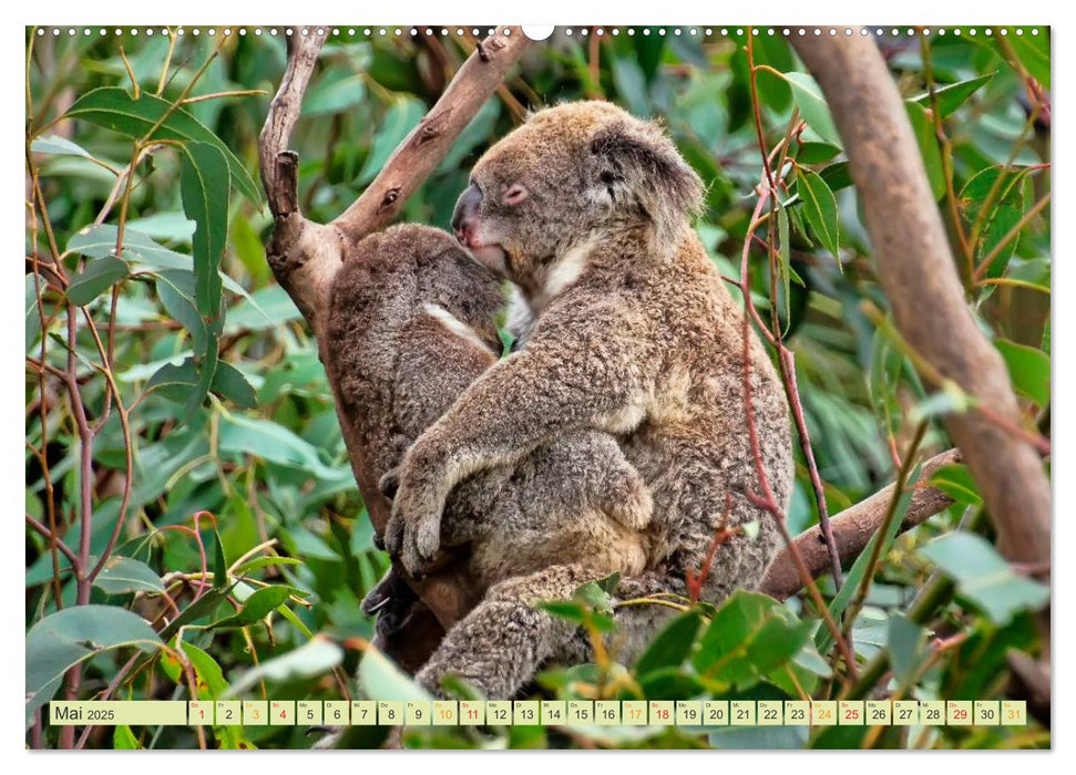 Koala - kleiner Teddy (CALVENDO Premium Wandkalender 2025)