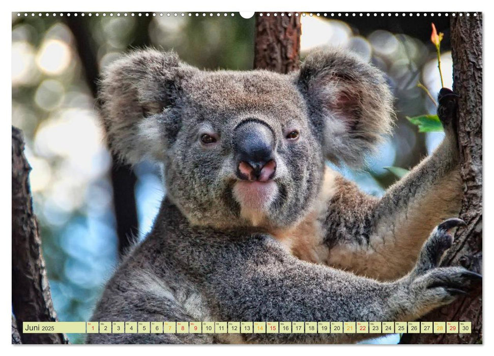 Koala - kleiner Teddy (CALVENDO Premium Wandkalender 2025)