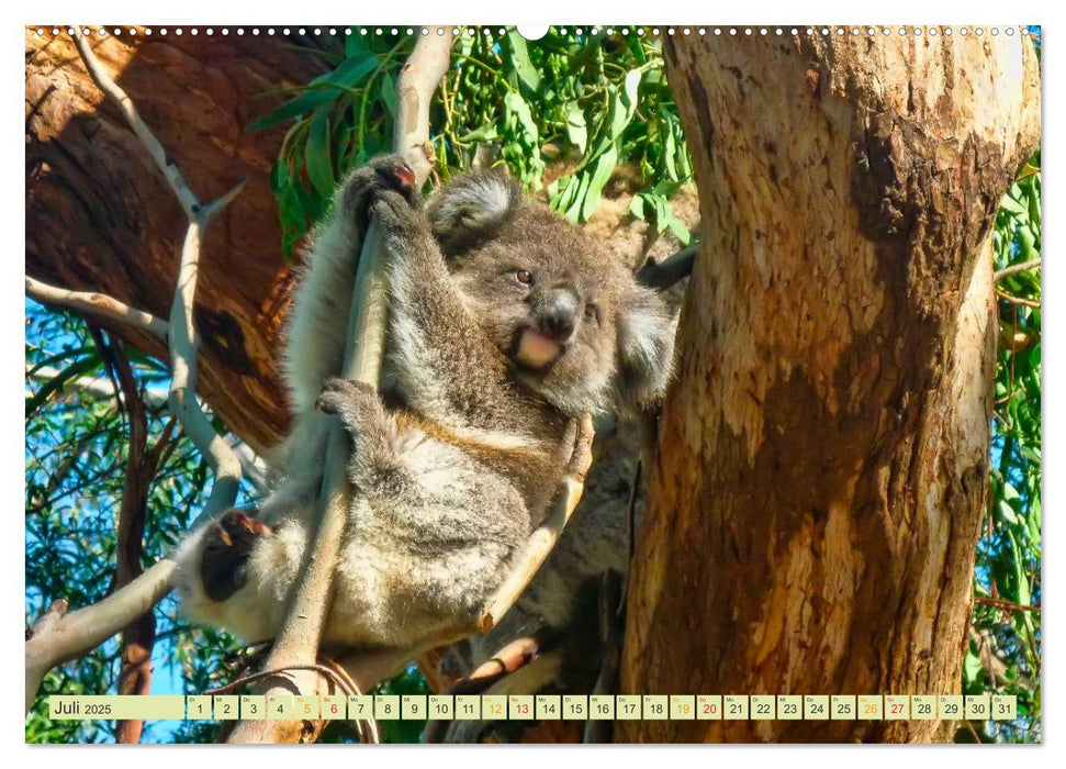 Koala - kleiner Teddy (CALVENDO Premium Wandkalender 2025)