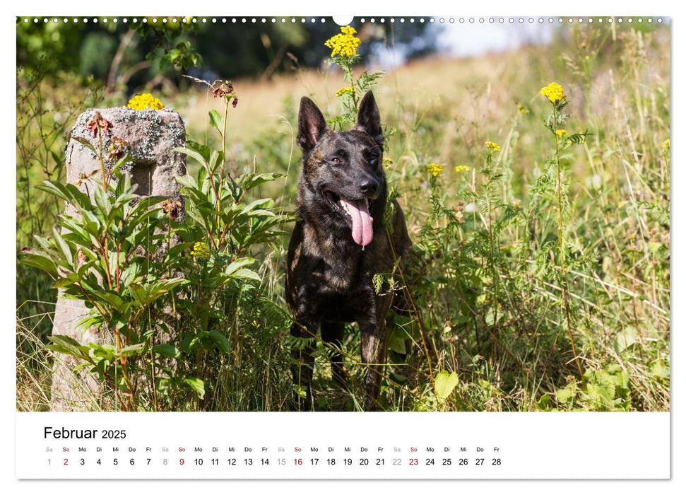 ausdrucksvolle Holländische Schäferhunde (CALVENDO Premium Wandkalender 2025)