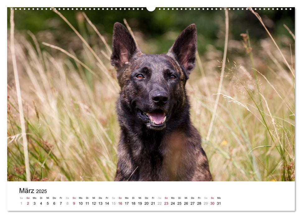 ausdrucksvolle Holländische Schäferhunde (CALVENDO Premium Wandkalender 2025)