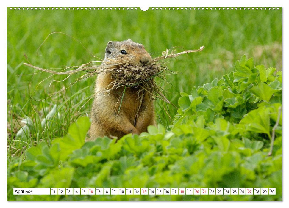 Ziesel in Nordamerika (CALVENDO Premium Wandkalender 2025)