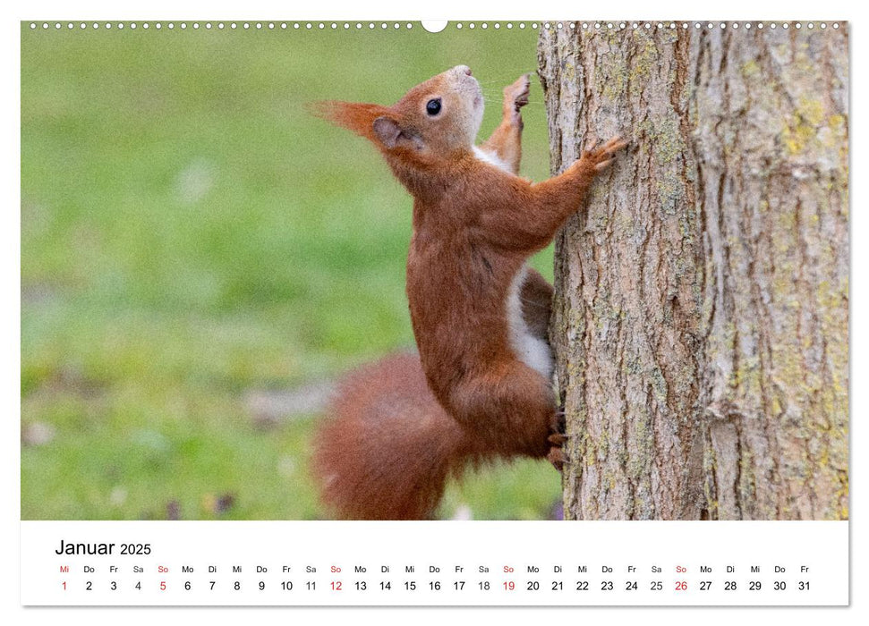 Eichhörnchen - Kleine Kobolde im Roten Pelz (CALVENDO Wandkalender 2025)