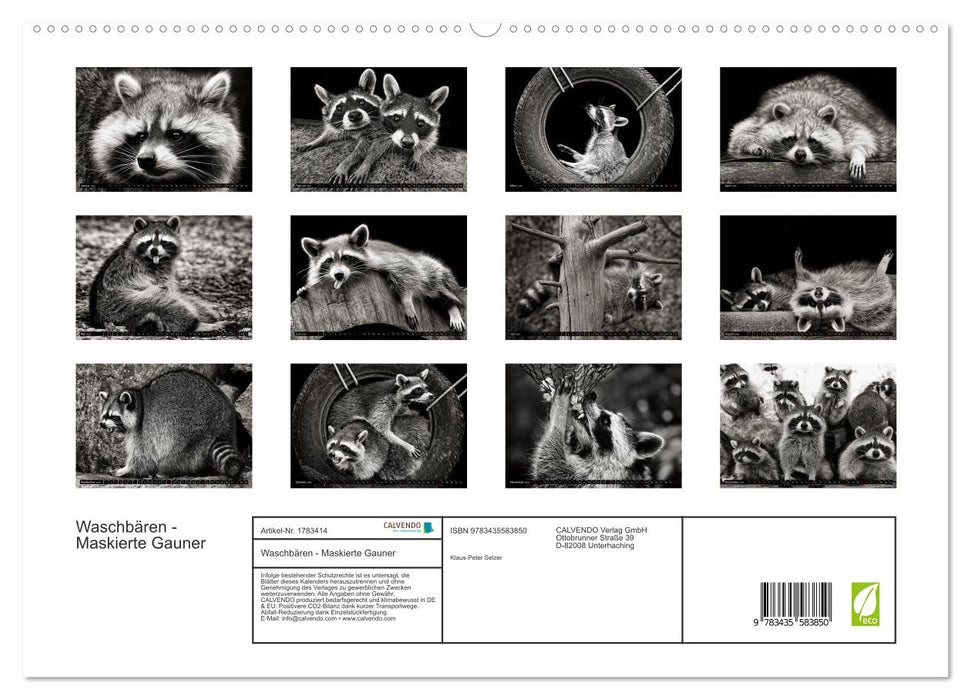 Waschbären - Maskierte Gauner (CALVENDO Premium Wandkalender 2025)