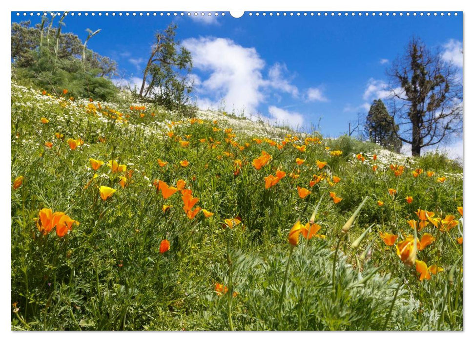 Auf Schusters Rappen... Gran Canaria (CALVENDO Premium Wandkalender 2025)