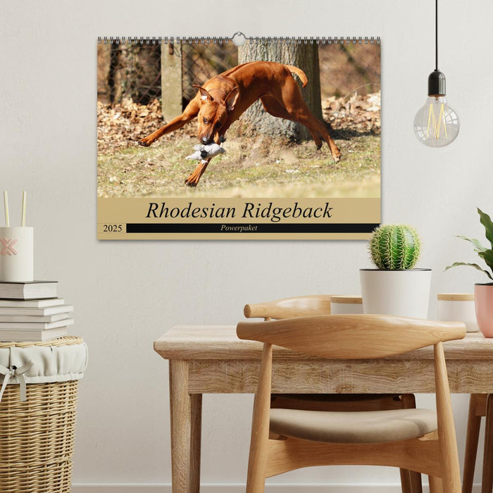 Rhodesian Ridgeback Powerpaket (CALVENDO Wandkalender 2025)