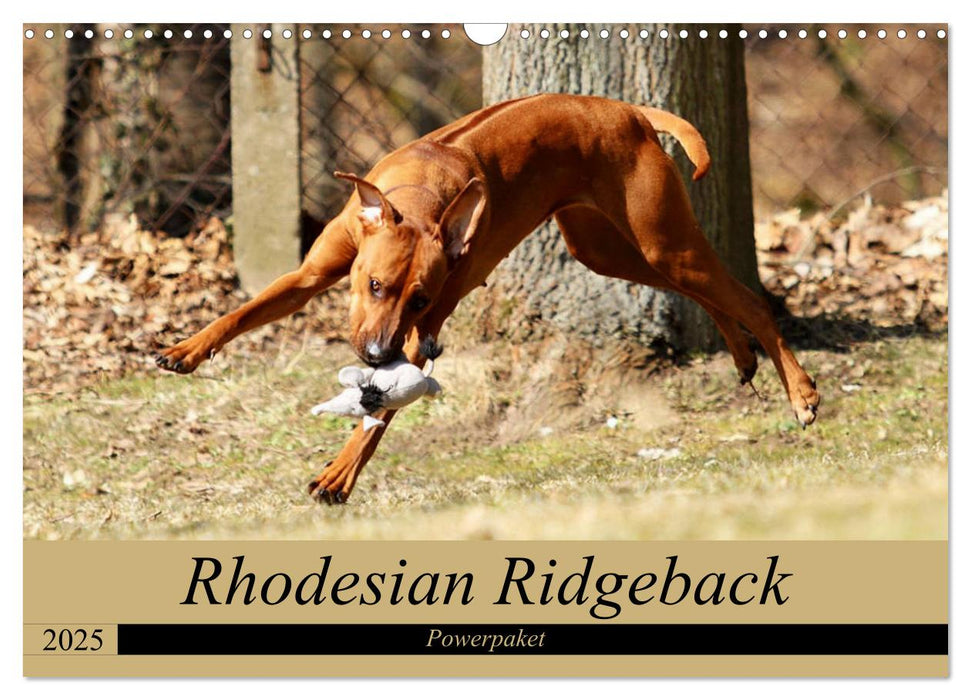 Rhodesian Ridgeback Powerpaket (CALVENDO Wandkalender 2025)