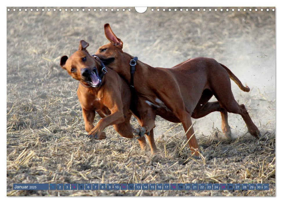 Rhodesian Ridgeback Powerpaket (CALVENDO Wandkalender 2025)