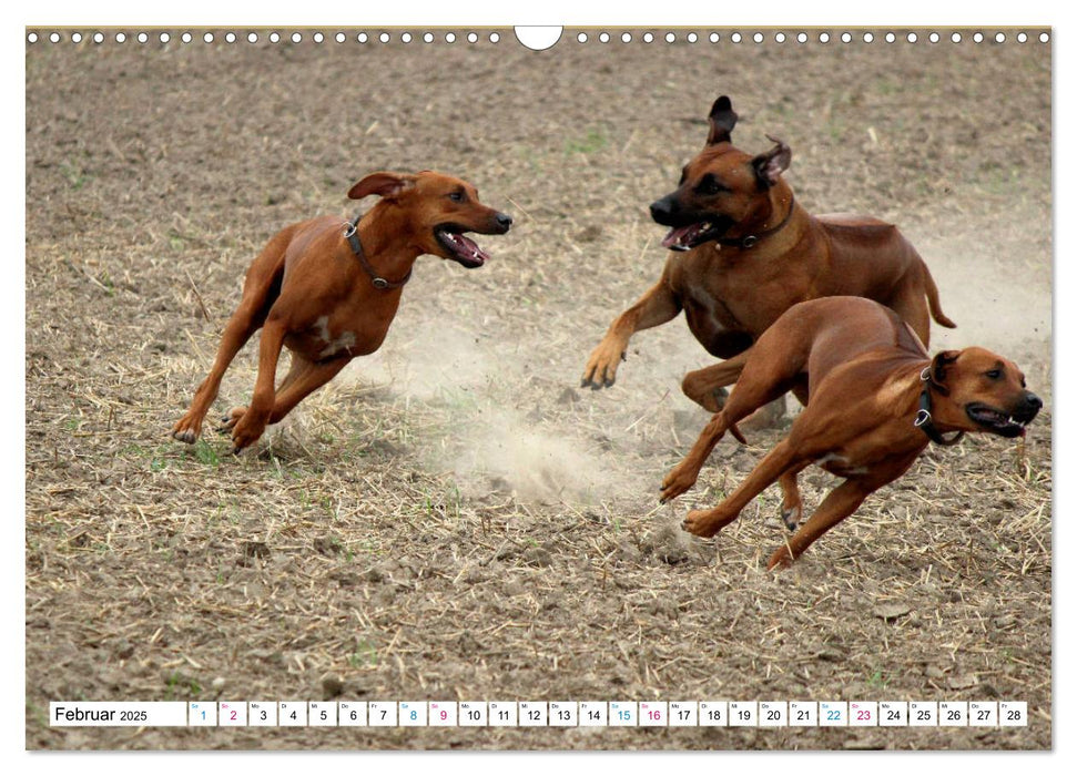 Rhodesian Ridgeback Powerpaket (CALVENDO Wandkalender 2025)