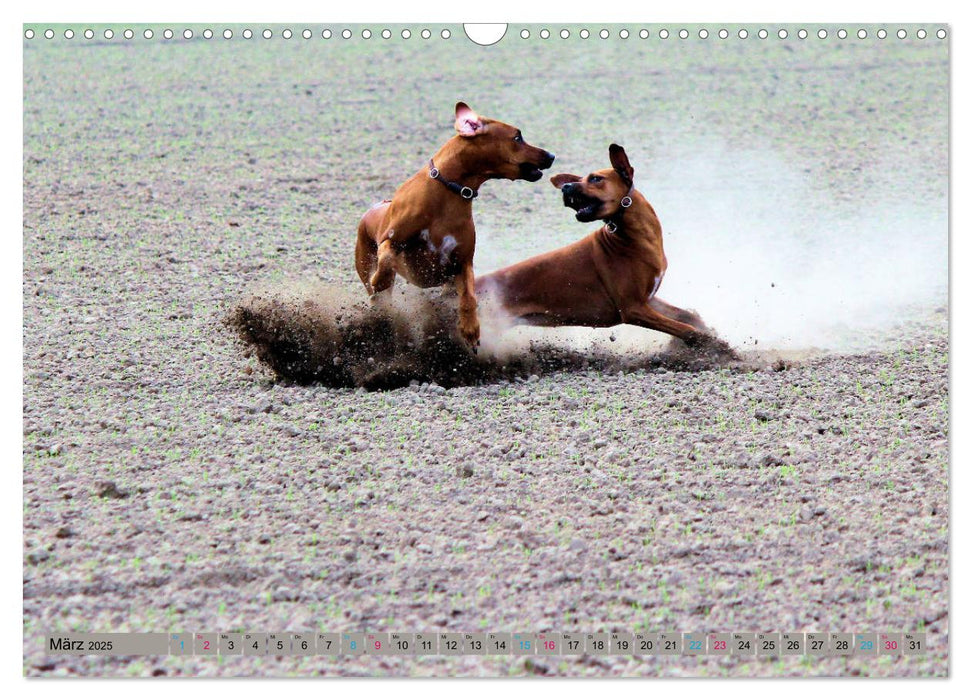 Rhodesian Ridgeback Powerpaket (CALVENDO Wandkalender 2025)