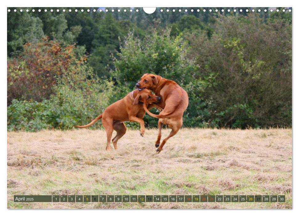 Rhodesian Ridgeback Powerpaket (CALVENDO Wandkalender 2025)