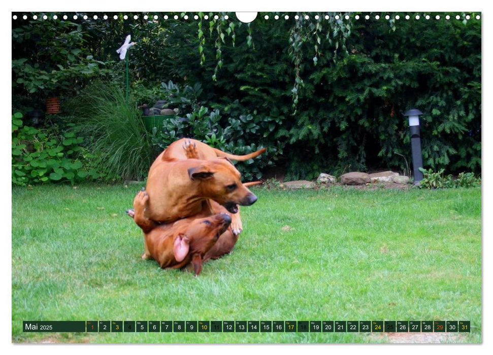 Rhodesian Ridgeback Powerpaket (CALVENDO Wandkalender 2025)