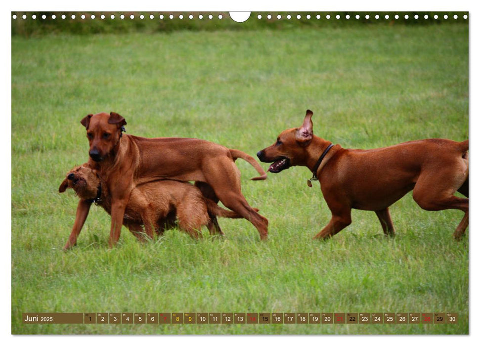 Rhodesian Ridgeback Powerpaket (CALVENDO Wandkalender 2025)