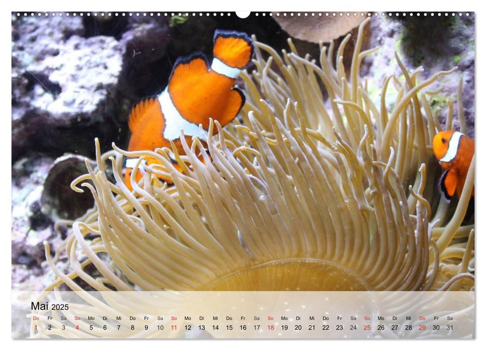 Die Welt der Riffe. Seesterne, Korallen, Anemonen (CALVENDO Premium Wandkalender 2025)