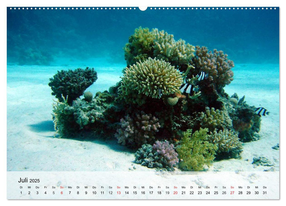 Die Welt der Riffe. Seesterne, Korallen, Anemonen (CALVENDO Premium Wandkalender 2025)