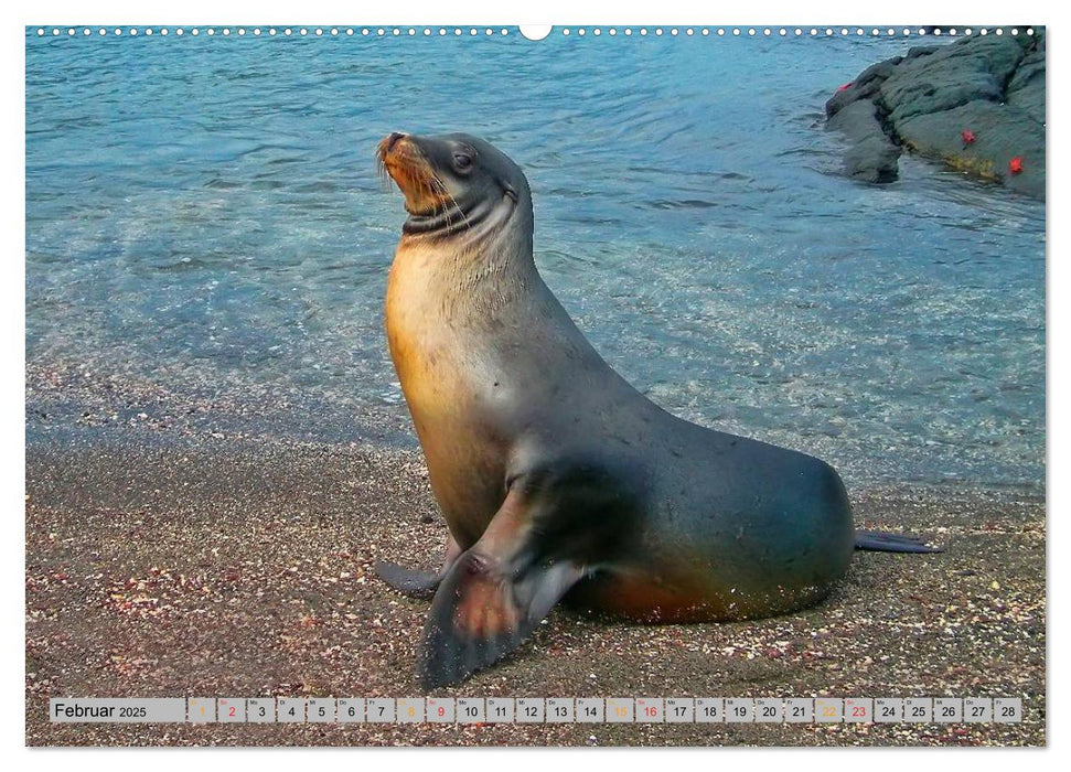 Robben - überall zuhause (CALVENDO Premium Wandkalender 2025)