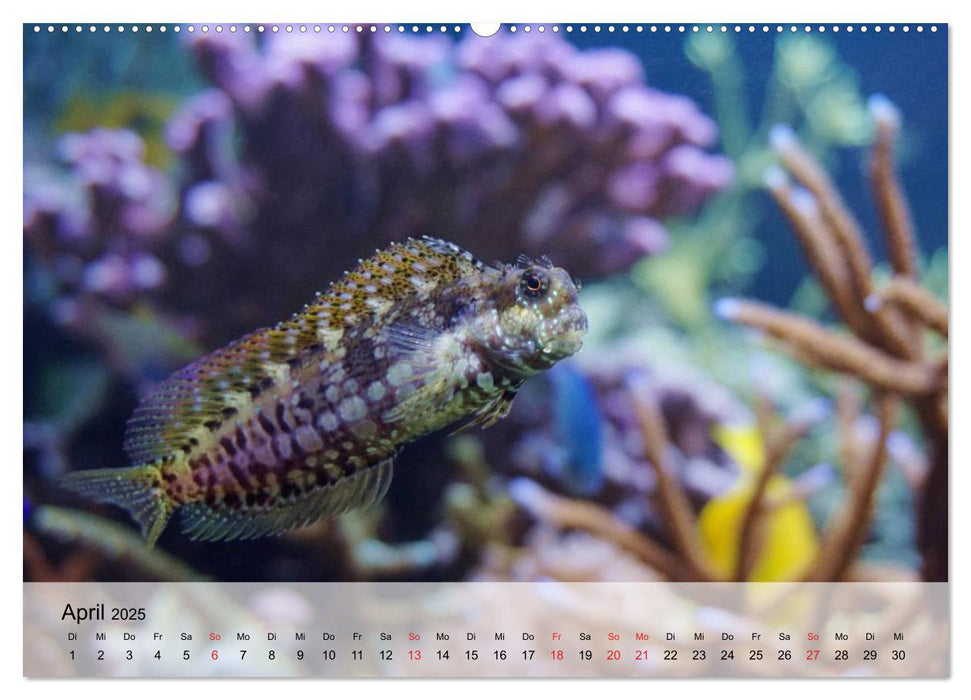 In der Meerestiefe. Fische und Korallen im ewigen Blau (CALVENDO Premium Wandkalender 2025)