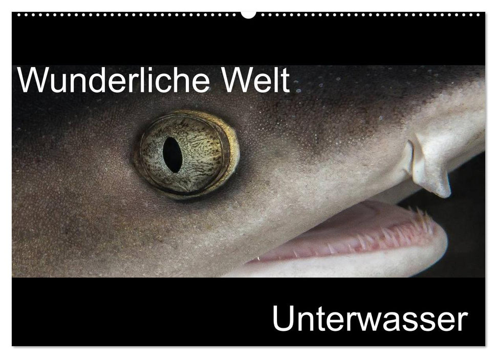 Wunderliche Welt Unterwasser (CALVENDO Wandkalender 2025)