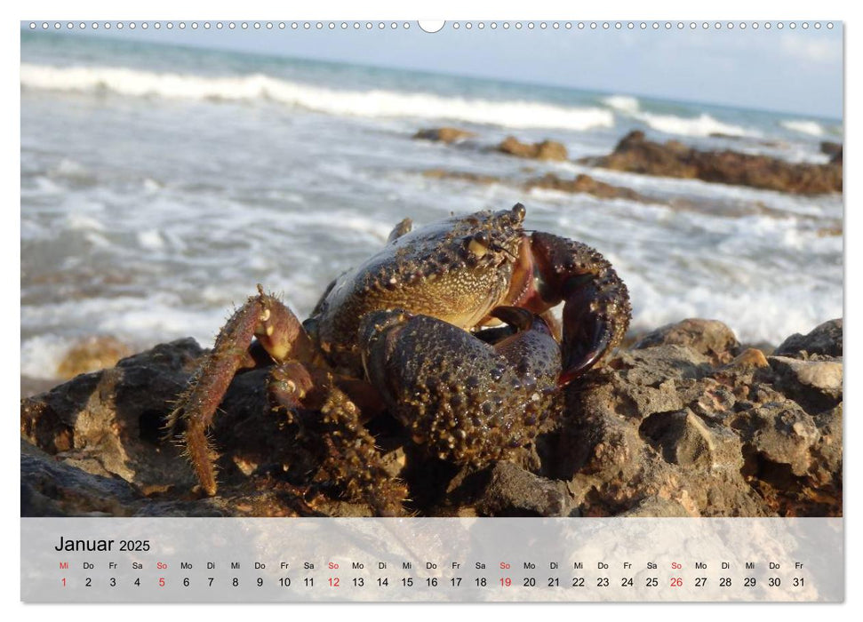 Krabben. Lustige Aliens (CALVENDO Premium Wandkalender 2025)