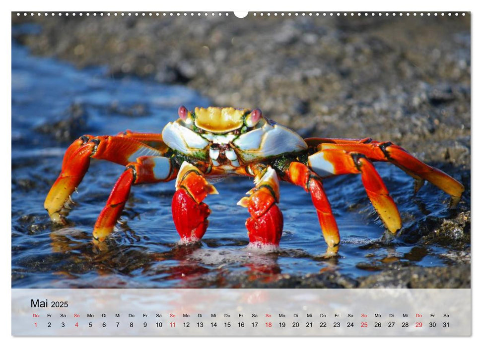 Krabben. Lustige Aliens (CALVENDO Premium Wandkalender 2025)