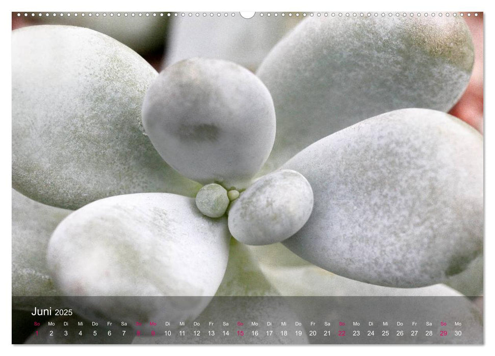 Sukkulenten in Haus und Garten (CALVENDO Premium Wandkalender 2025)