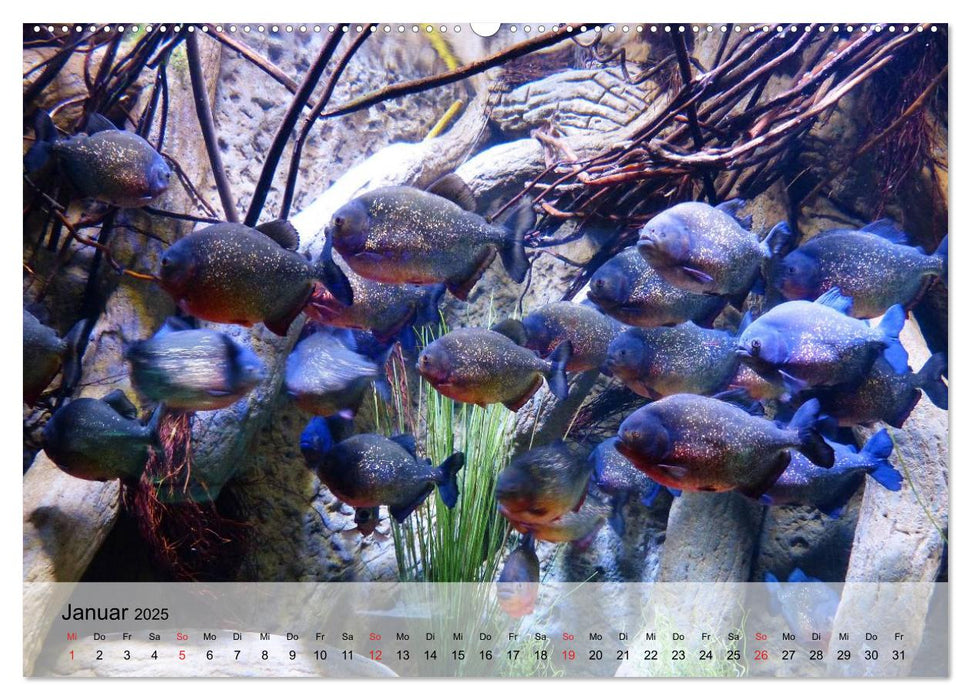Knallbunte Wasserwelt. Die Welt der Fische (CALVENDO Premium Wandkalender 2025)