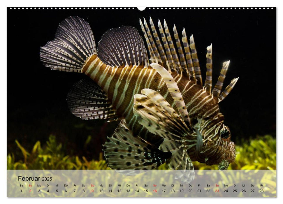 Knallbunte Wasserwelt. Die Welt der Fische (CALVENDO Premium Wandkalender 2025)