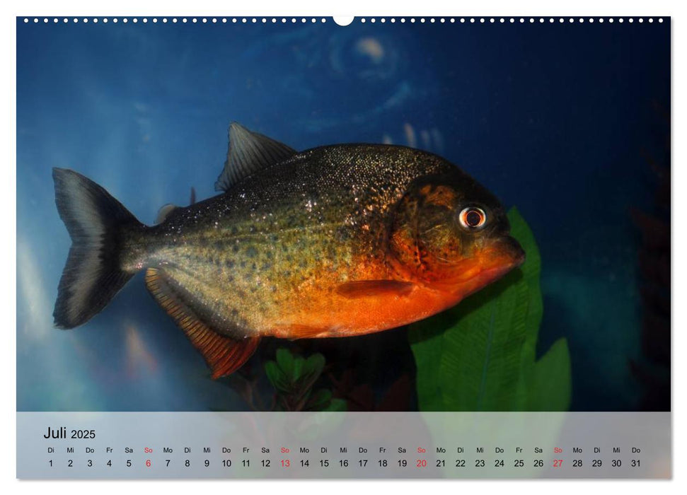 Knallbunte Wasserwelt. Die Welt der Fische (CALVENDO Premium Wandkalender 2025)