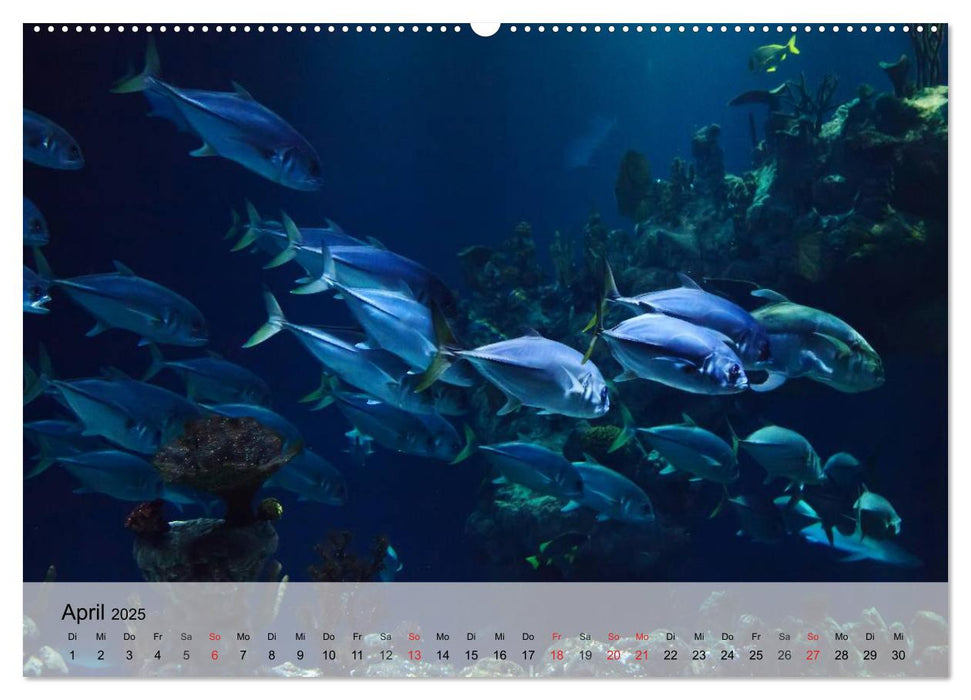 Wunderwelt. Das bunte Leben im Meer (CALVENDO Premium Wandkalender 2025)