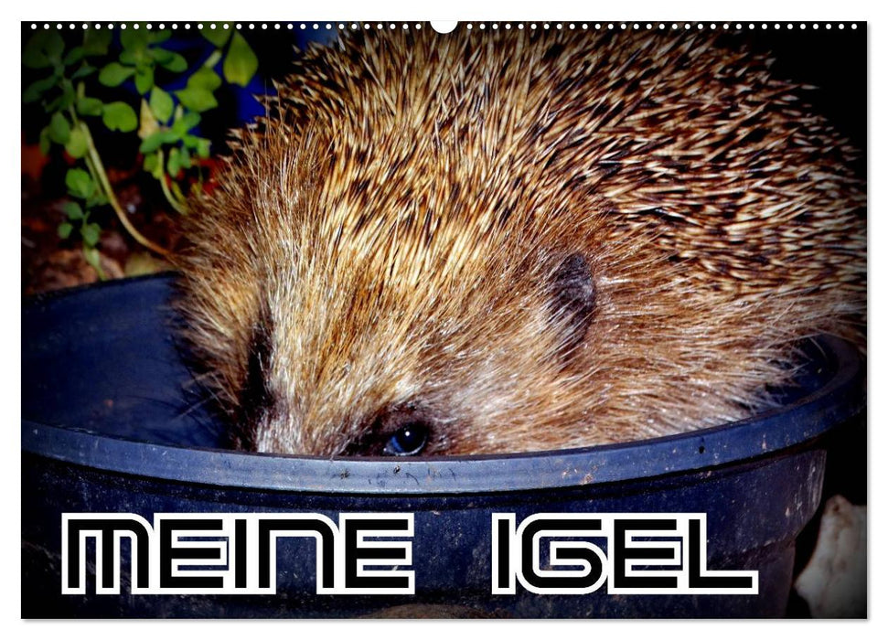 Meine Igel (CALVENDO Wandkalender 2025)