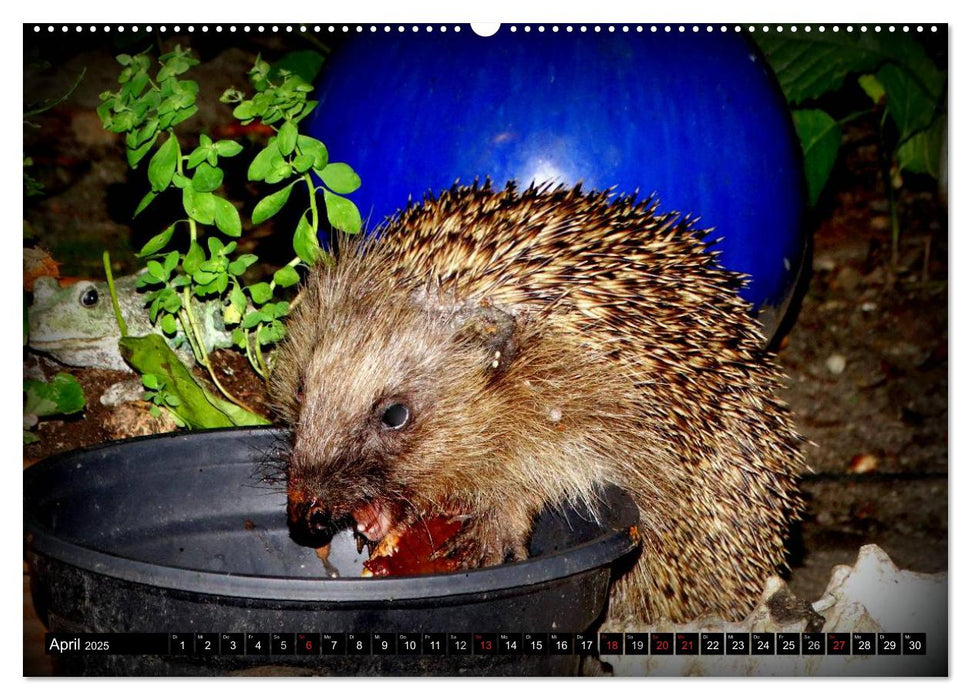 Meine Igel (CALVENDO Wandkalender 2025)