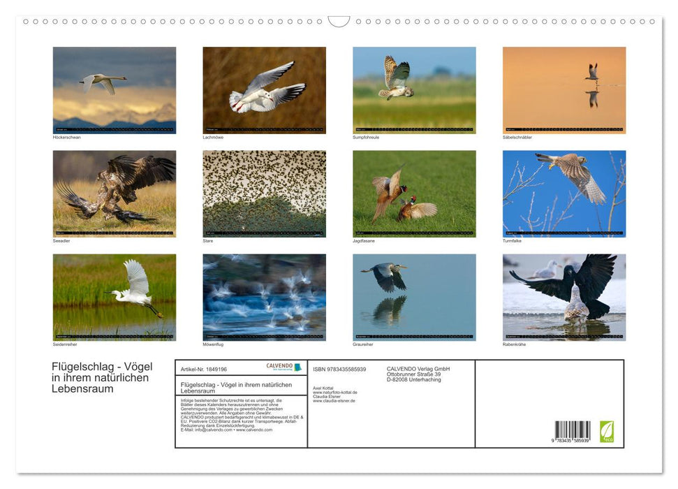 Flügelschlag - Vögel in ihrem natürlichen Lebensraum (CALVENDO Wandkalender 2025)