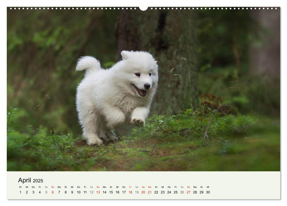 Kleine Samojeden - Eisbärchen Abenteuer im Märchenwald (CALVENDO Wandkalender 2025)